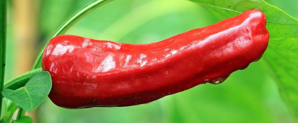 pepperoni-1540233_960_720|sombreo pimiento 2|sombreo pimiento